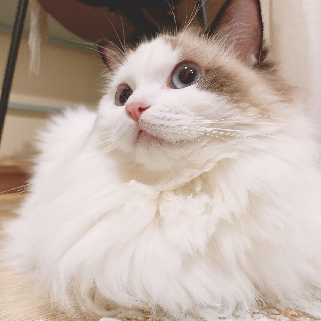 深圳猫舍-仙猫馆繁育细节图1