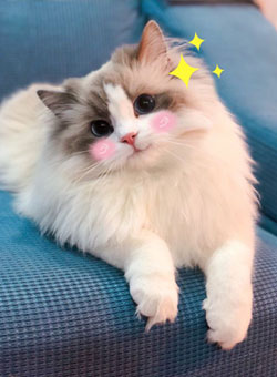 本地猫砂用户评价1